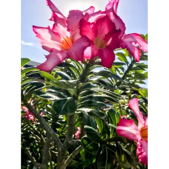 adenium plant (4)-1399252-10712.webp